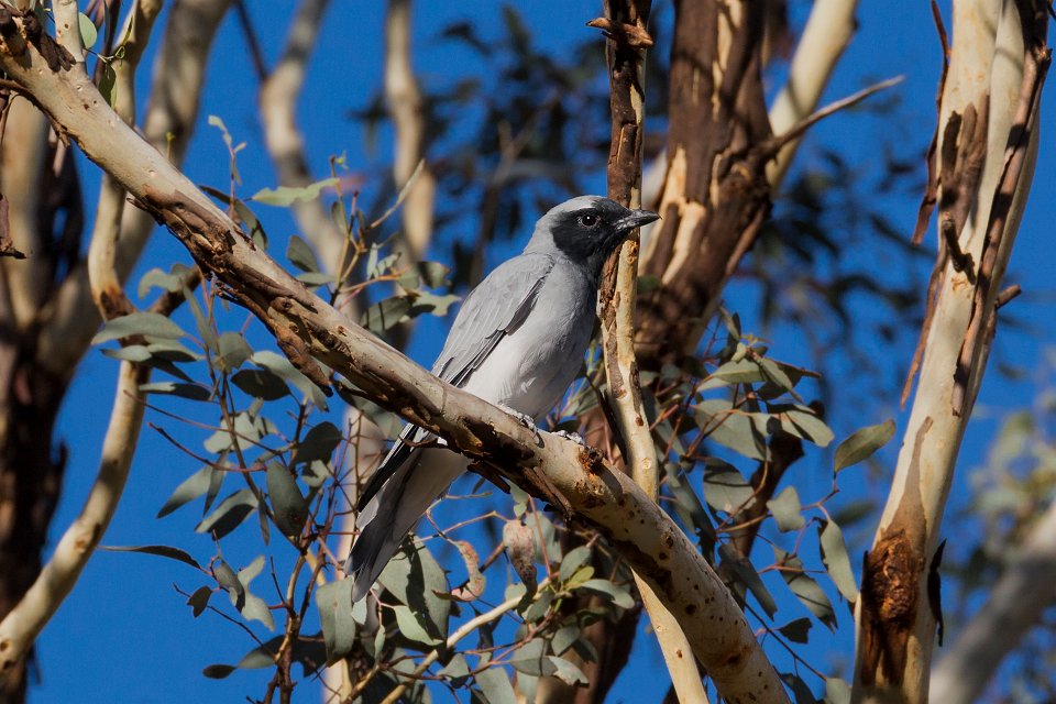 grey cuckoo